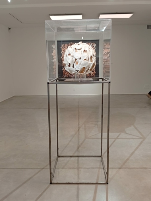 WhatsApp Image 2025-12-08 at 11.11.46